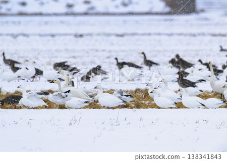 Snow geese, Bewick's swans, and Greater White-fronted Geese in the snowfall Snow geese, Bewick's swans, and Greater White-fronted Geese in the snowfall 138341843