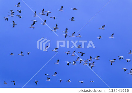 Flocks of snow geese and blue snow geese Flocks of snow geese and blue snow geese 138341916