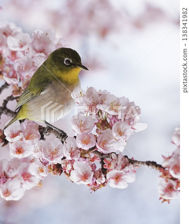 Winter cherry blossoms and Japanese white-eye 138341982