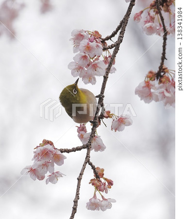 Winter cherry blossoms and Japanese white-eye 138341984