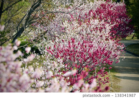 A vibrant landscape of flowering peach blossoms in full bloom along the walking path. A vibrant landscape of flowering peach blossoms in full bloom along the walking path. 138341987