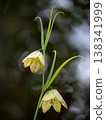 Fritillaria flowers blooming in the spring fields 138341999