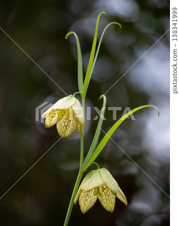 Fritillaria flowers blooming in the spring fields 138341999