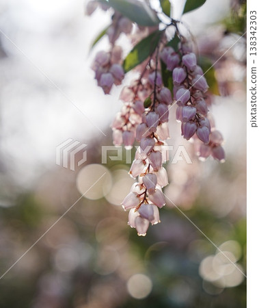 Cute Asebi flowers Cute Asebi flowers 138342303