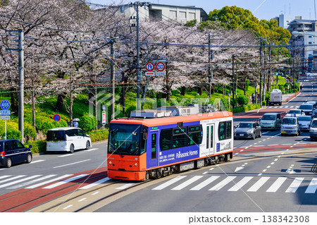 東京櫻花電車:電車與飛鳥山公園盛開的櫻花交相輝映。 東京櫻花電車:電車與飛鳥山公園盛開的櫻花交相輝映。 138342308