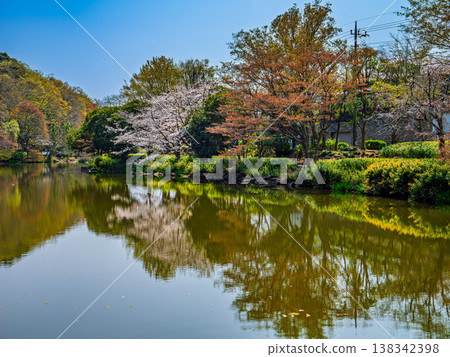 Cherry blossoms in the pond 138342398