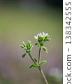 Dutch chickweed in the spring fields 138342555