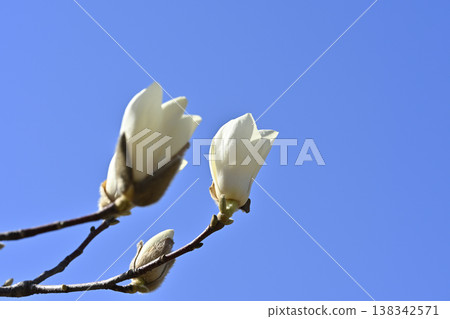 White magnolias waiting for spring 138342571