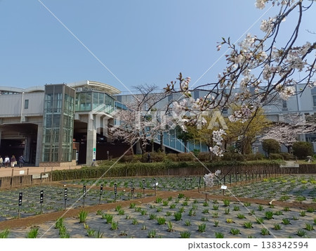Shobu-numa Park during cherry blossom season 138342594