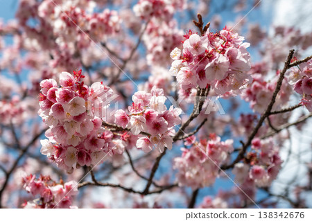 [德島]兩國橋東公園的神櫻 138342676