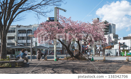 [德島]兩國橋東公園的神櫻 138342706