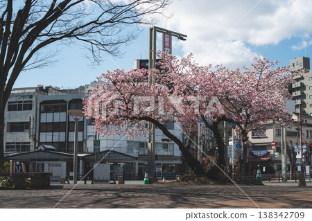 [Tokushima] Kanzakura at Ryogokubashi East Park 138342709