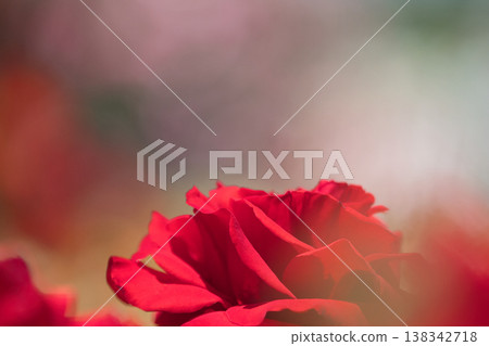 A red rose A red rose 138342718