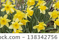 Daffodil flowers Yellow small Daffodils blooming at garden in spring.  138342756
