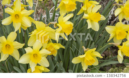Daffodil flowers Yellow small Daffodils blooming at garden in spring. Daffodil flowers Yellow small Daffodils blooming at garden in spring. 138342756