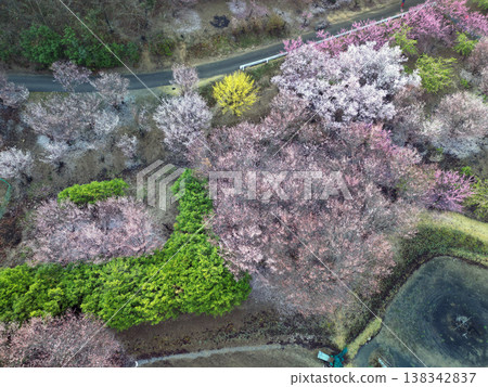 Ogawa Town Peach Blossom Village Ogawa Town Peach Blossom Village 138342837