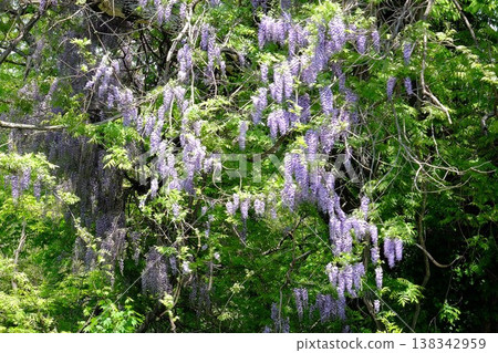 {Kanagawa Prefecture} Wild wisteria in full bloom {Kanagawa Prefecture} Wild wisteria in full bloom 138342959