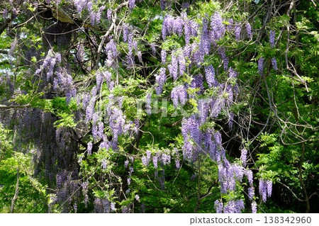{Kanagawa Prefecture} Wisteria flowers swaying in the wind 138342960