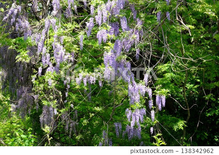 {Kanagawa Prefecture} Purple wisteria flowers are in full bloom. {Kanagawa Prefecture} Purple wisteria flowers are in full bloom. 138342962