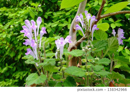 神奈川縣的小葉莧菜正在盛開。 神奈川縣的小葉莧菜正在盛開。 138342966