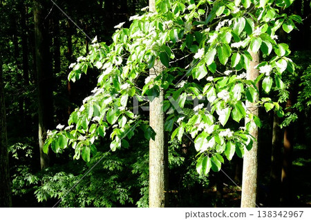 {Kanagawa Prefecture} Dogwood leaves and flowers bathed in spring sunlight {Kanagawa Prefecture} Dogwood leaves and flowers bathed in spring sunlight 138342967