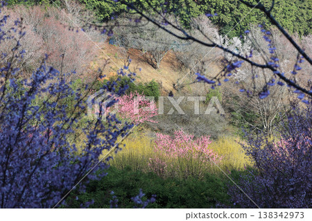 Ogawa Town Peach Blossom Village Ogawa Town Peach Blossom Village 138342973