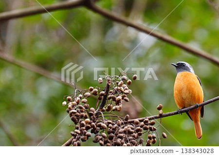 Nuts and a Daurian Redstart's profile 138343028