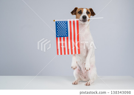 Jack Russell Terrier dog holding US flag on white background. Jack Russell Terrier dog holding US flag on white background. 138343098