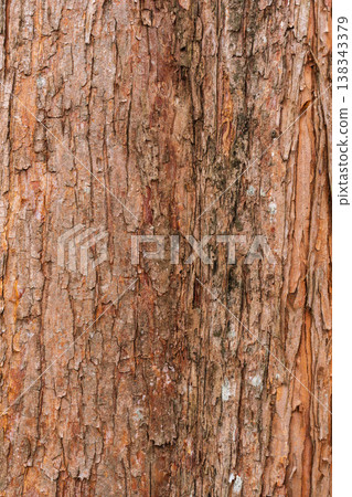 Winter Forest: Acacia Tree Bark 02 Winter Forest: Acacia Tree Bark 02 138343379
