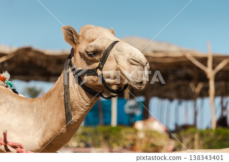 Camel portrait with harness in Egyptian desert tourist area near traditional shelter Camel portrait with harness in Egyptian desert tourist area near traditional shelter 138343401