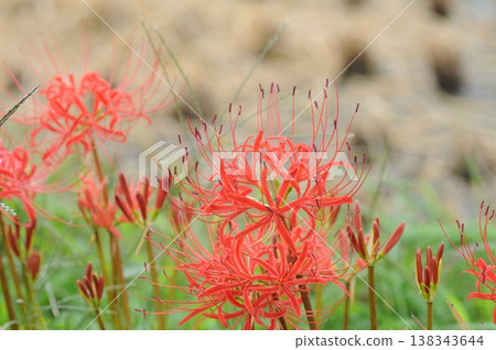 Cluster amaryllis Cluster amaryllis 138343644