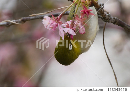 The chestnut smoky cherry blossom nectar The chestnut smoky cherry blossom nectar 138343656