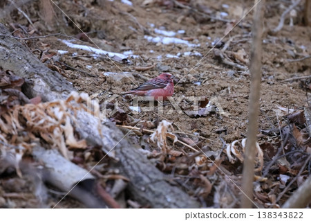 Freshwater fish Freshwater fish 138343822