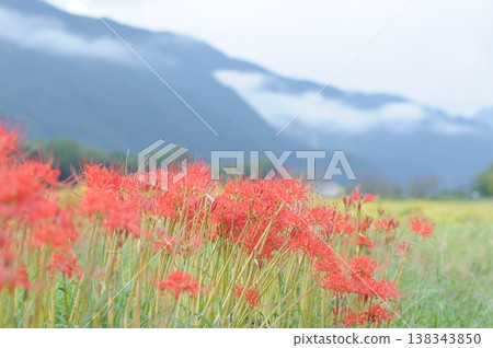 Cluster amaryllis Cluster amaryllis 138343850