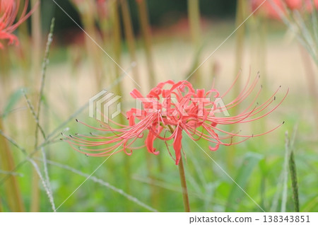 Cluster amaryllis Cluster amaryllis 138343851