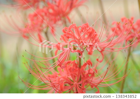 Cluster amaryllis Cluster amaryllis 138343852