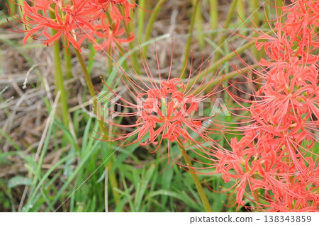 Cluster amaryllis Cluster amaryllis 138343859
