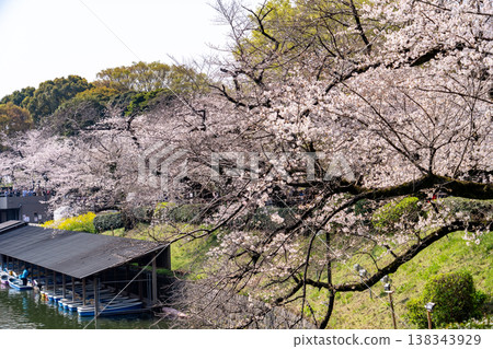 櫻桃樹盛開Chidorigafuchi 櫻桃樹盛開Chidorigafuchi 138343929