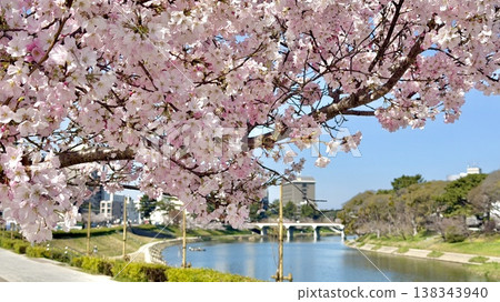 音川河岸,藍天白雲,櫻花盛開(音川綠地/愛知縣岡崎市) 音川河岸,藍天白雲,櫻花盛開(音川綠地/愛知縣岡崎市) 138343940