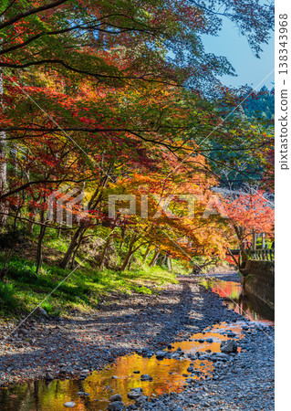 Autumn foliage at Oguni Shrine, Ichinomiya, Totomi Province, Morimachi (Shizuoka Prefecture) Autumn foliage at Oguni Shrine, Ichinomiya, Totomi Province, Morimachi (Shizuoka Prefecture) 138343968