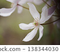 Light pink clematis 138344030