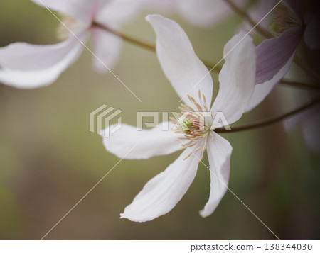 Light pink clematis 138344030