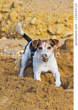 Happy jack russell terrier digging in sand on sunny dog friendly beach, playful mood Happy jack russell terrier digging in sand on sunny dog friendly beach, playful mood 138344119