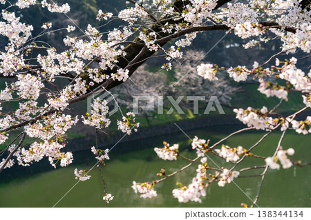 Cherry tree full bloom Chidorigafuchi 138344134