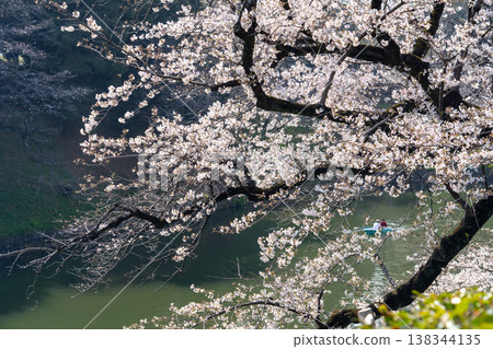 Cherry tree full bloom Chidorigafuchi 138344135