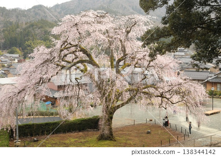 【福井縣小波市 - 三月】妙佑寺的垂枝櫻花盛開（花期過半），是小波市的天然紀念物。 138344142