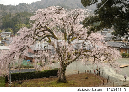 【福井縣小波市 - 三月】妙佑寺的垂枝櫻花盛開（花期過半），是小波市的天然紀念物。 138344143