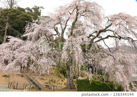 【福井縣小波市 - 三月】妙佑寺的垂枝櫻花盛開（花期過半），是小波市的天然紀念物。 138344144