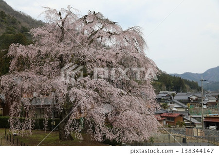 【福井縣小波市 - 三月】妙佑寺的垂枝櫻花盛開(花期過半),是小波市的天然紀念物。 【福井縣小波市 - 三月】妙佑寺的垂枝櫻花盛開(花期過半),是小波市的天然紀念物。 138344147