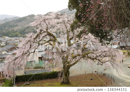 【福井縣小波市 - 三月】妙佑寺的垂枝櫻花盛開（花期過半），是小波市的天然紀念物。 138344151